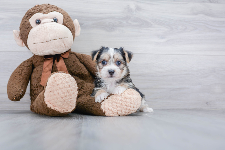 Funny Morkie Designer Pup