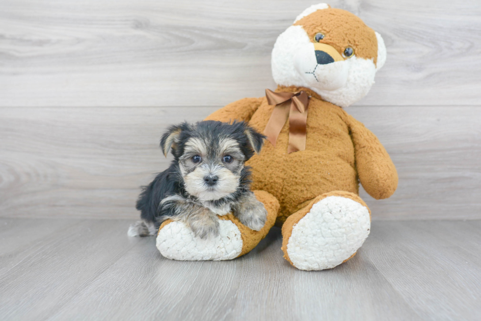 Morkie Puppy for Adoption