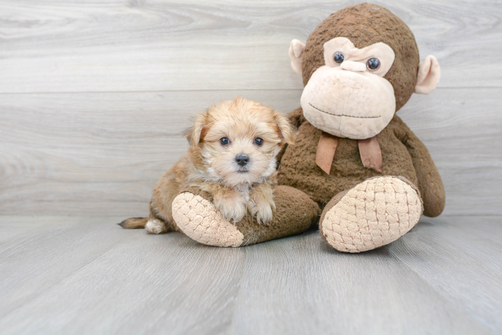 Morkie Pup Being Cute