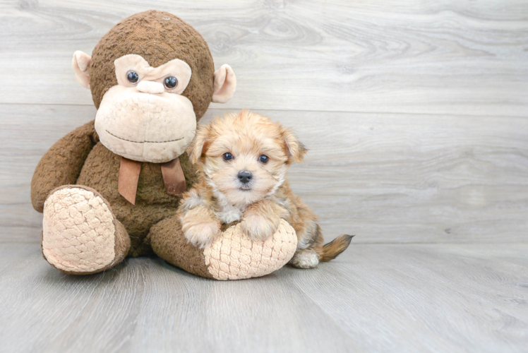 Friendly Morkie Baby