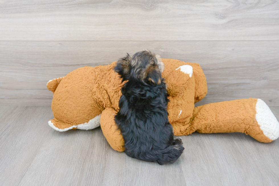 Energetic Yorkie Designer Puppy