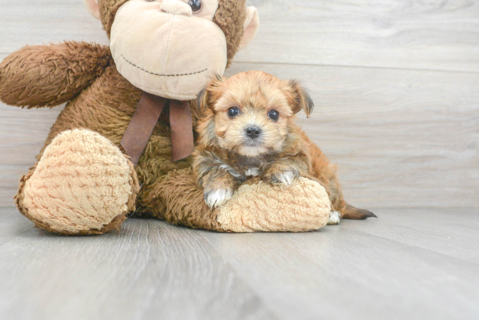 Best Morkie Baby