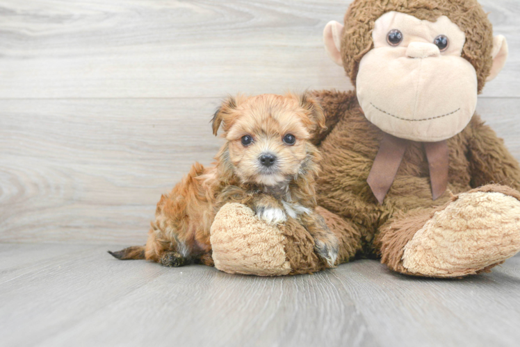 Morkie Pup Being Cute