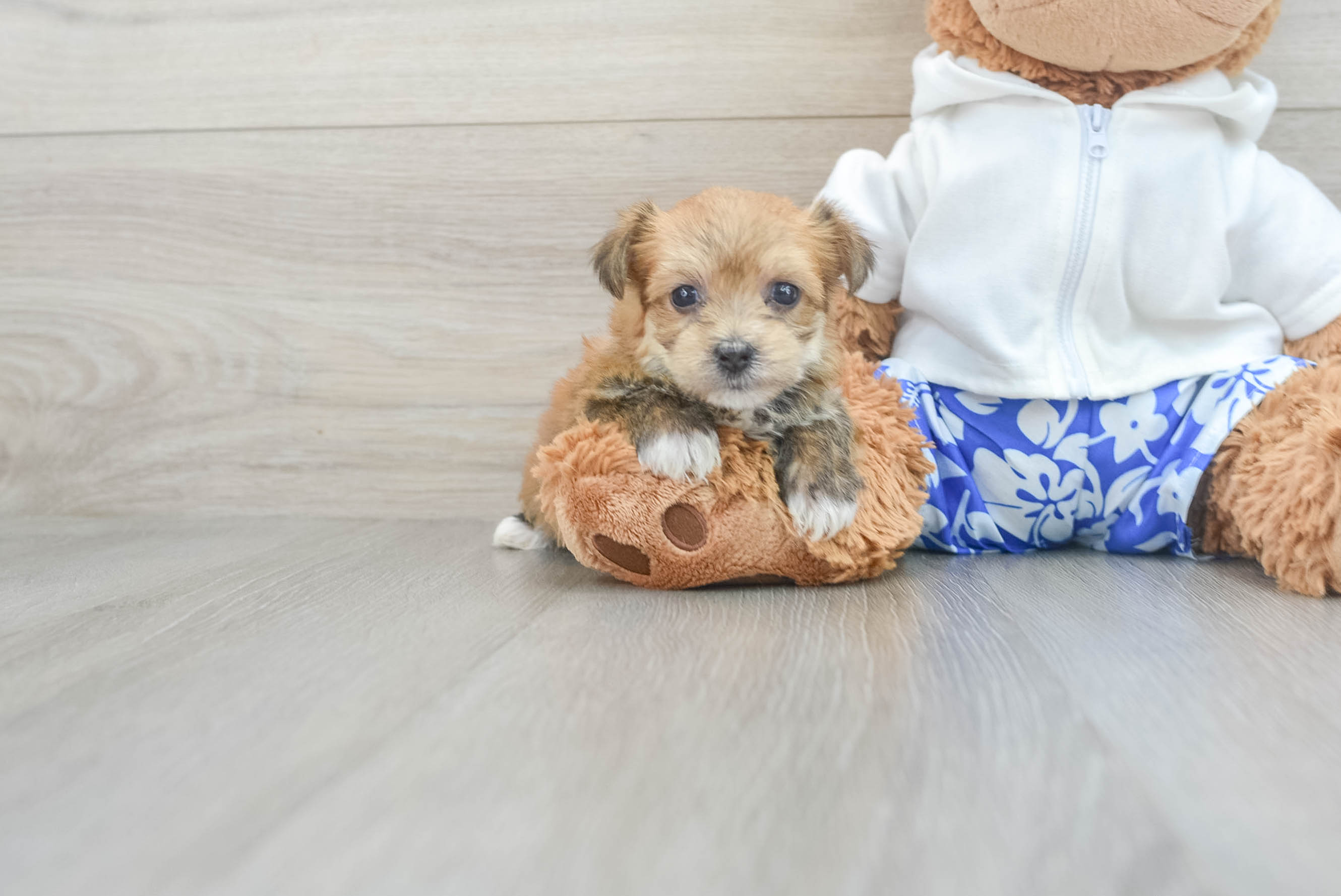 Energetic Morkie Joy 2lb 4oz Designer Puppy