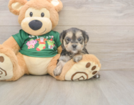 6 week old Morkie Puppy For Sale - Premier Pups