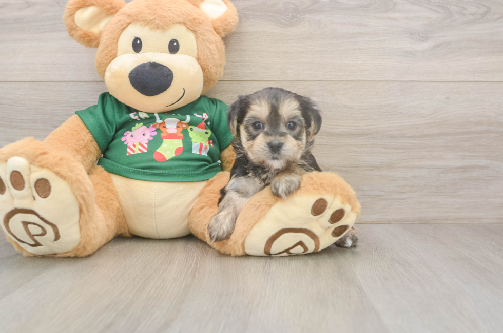 5 week old Morkie Puppy For Sale - Premier Pups