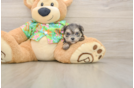 Best Morkie Baby
