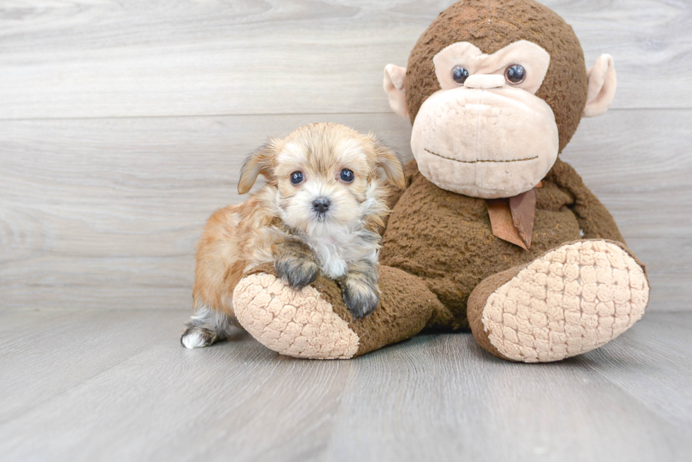 Fluffy Morkie Designer Pup