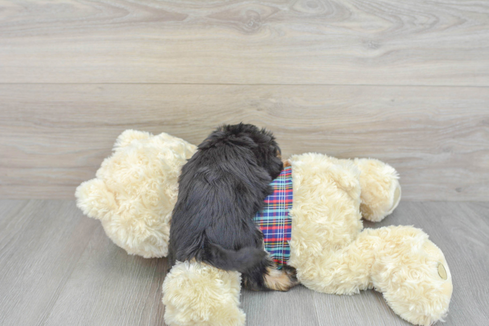 Best Morkie Baby