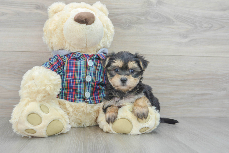 Morkie Puppy for Adoption