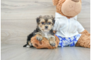 Morkie Puppy for Adoption