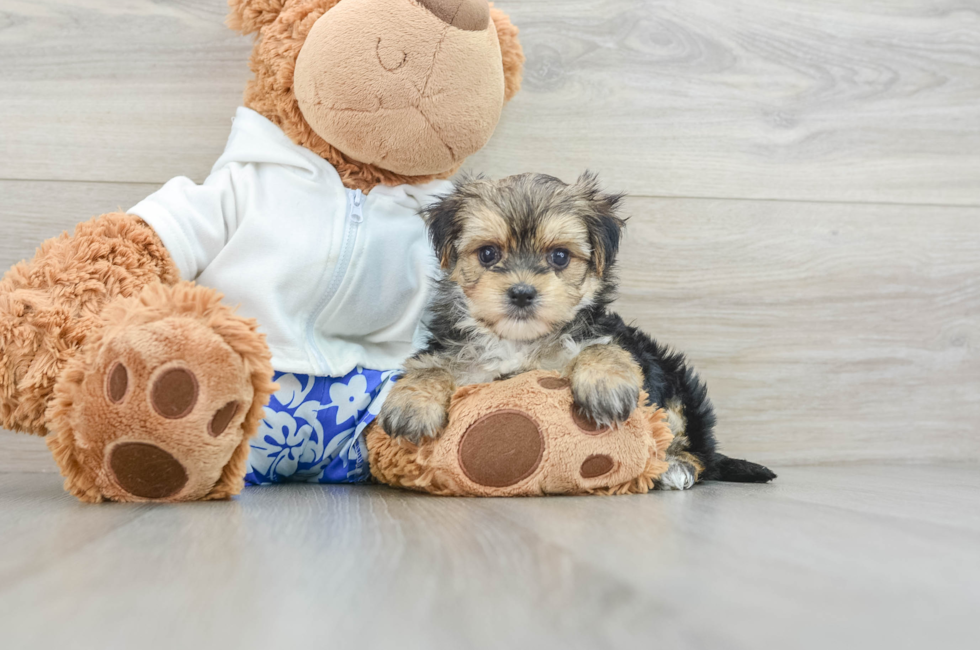 6 week old Morkie Puppy For Sale - Premier Pups