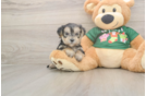 Fluffy Morkie Designer Pup