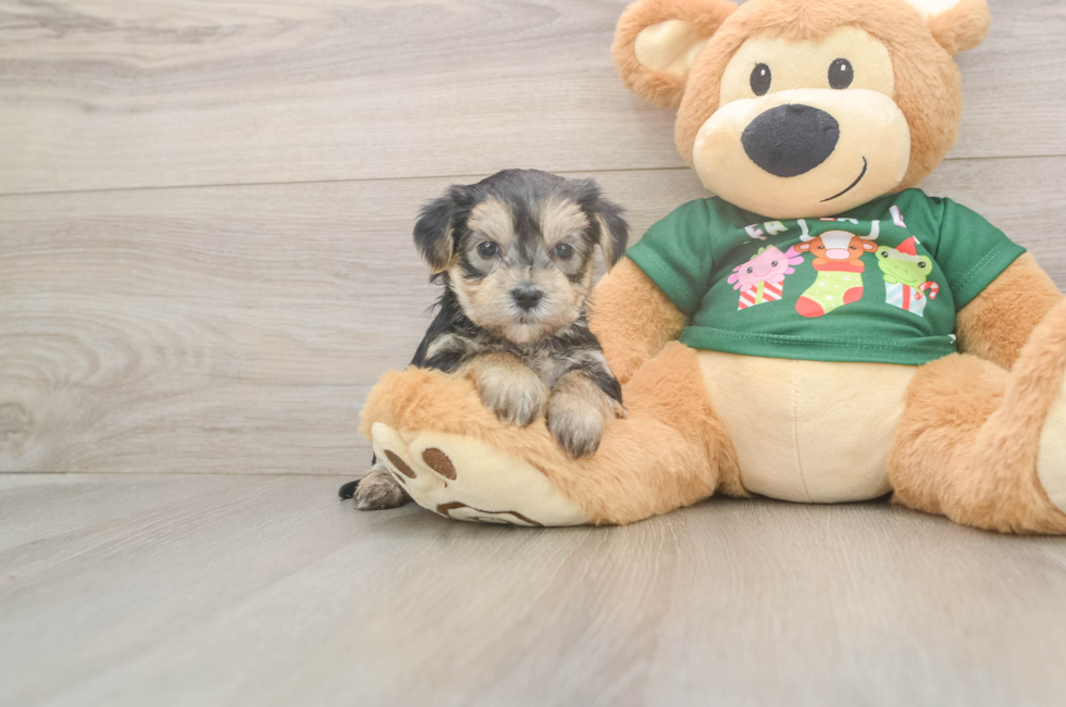 5 week old Morkie Puppy For Sale - Premier Pups