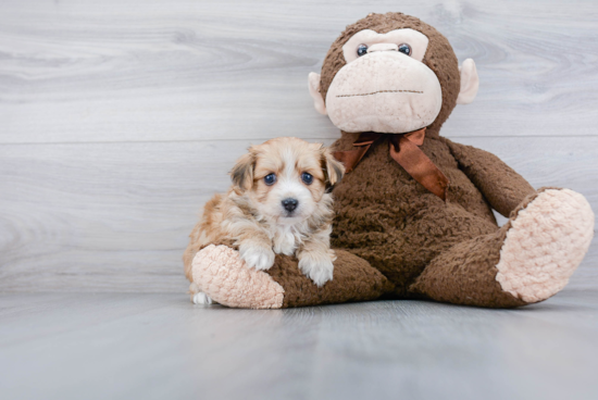 Morkie Pup Being Cute