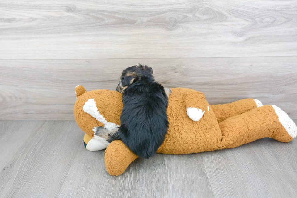 Fluffy Morkie Designer Pup