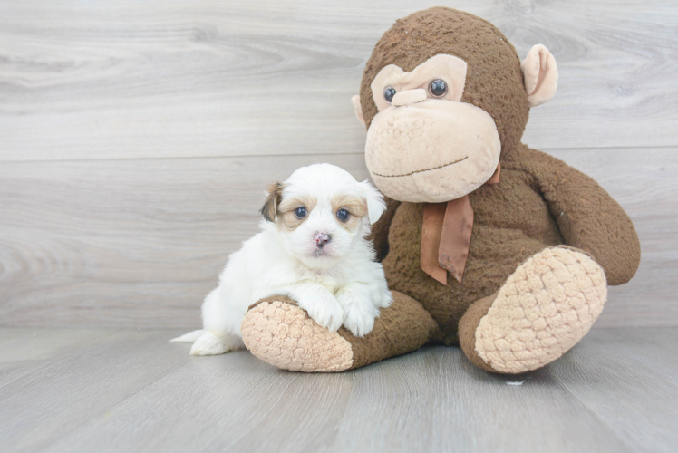 Cute Morkie Designer Pup