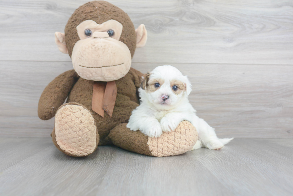 Cute Morkie Designer Pup