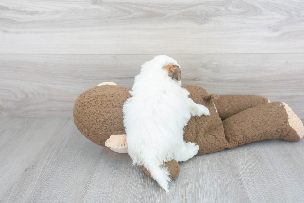 Cute Yorkie Designer Puppy