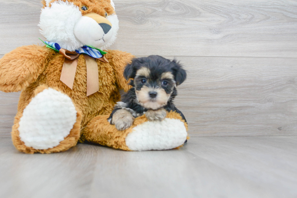 Best Morkie Baby