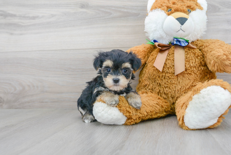 Morkie Pup Being Cute