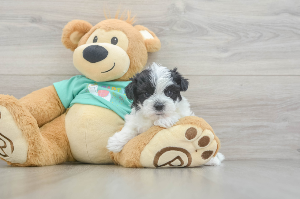 5 week old Morkie Puppy For Sale - Premier Pups
