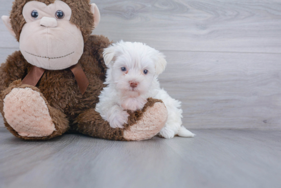 Fluffy Morkie Designer Pup