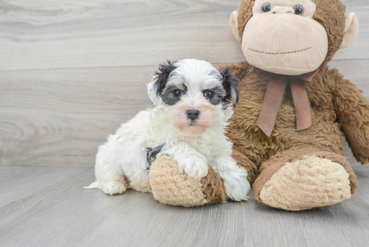 Morkie Puppy for Adoption