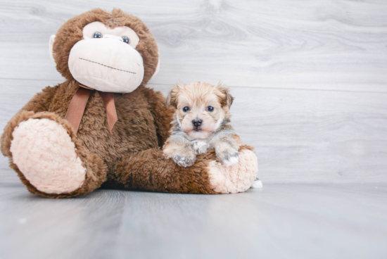 Morkie Pup Being Cute