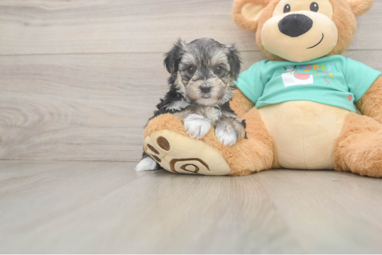 Morkie Pup Being Cute