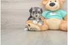 Morkie Pup Being Cute