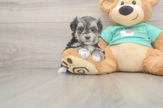 Morkie Pup Being Cute