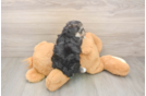 Morkie Pup Being Cute