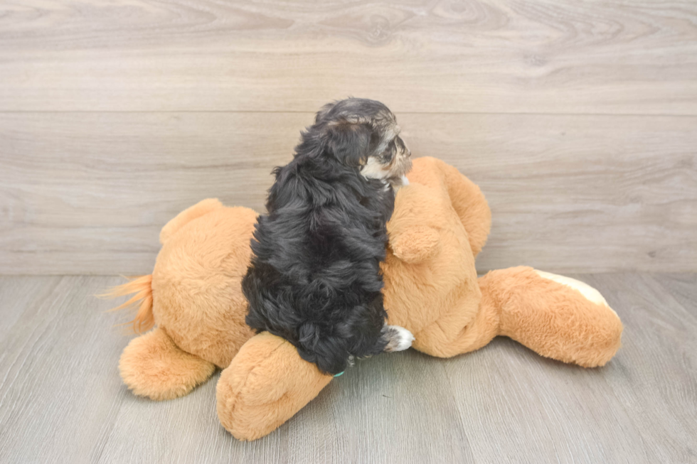 Morkie Pup Being Cute