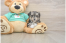 Best Morkie Baby