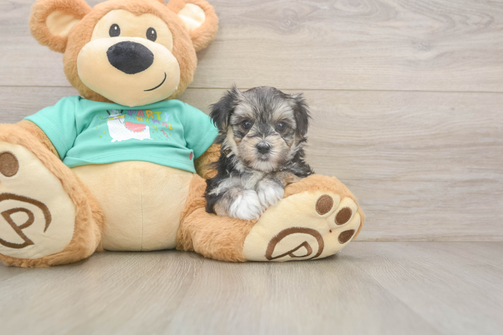 Best Morkie Baby