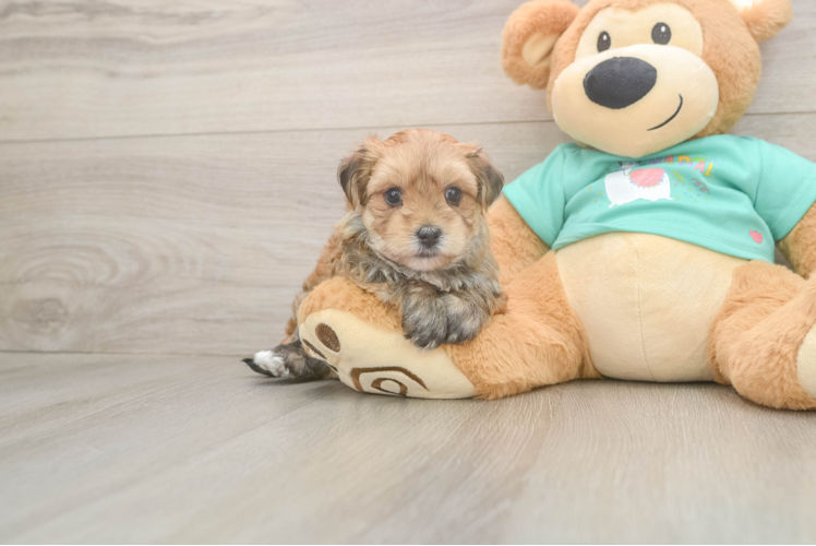 Best Morkie Baby
