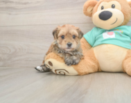 7 week old Morkie Puppy For Sale - Premier Pups