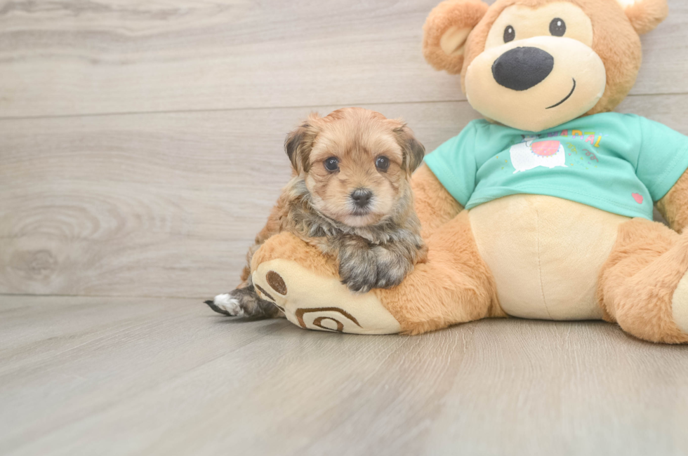 5 week old Morkie Puppy For Sale - Premier Pups