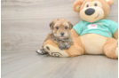 Meet Kirk - our Morkie Puppy Photo  1/3 - Premier Pups Best Morkie Baby
