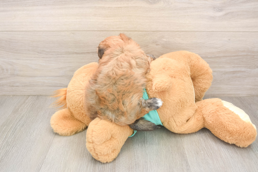 Meet Kirk - our Morkie Puppy Photo  3/3 - Premier Pups Morkie Pup Being Cute