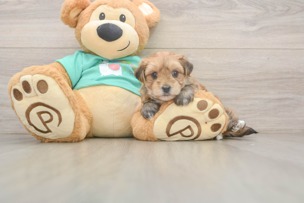 Meet Kirk - our Morkie Puppy Photo  2/3 - Premier Pups Hypoallergenic Yorktese Designer Puppy