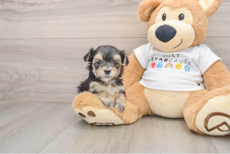 Funny Morkie Designer Pup