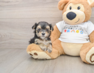 6 week old Morkie Puppy For Sale - Premier Pups