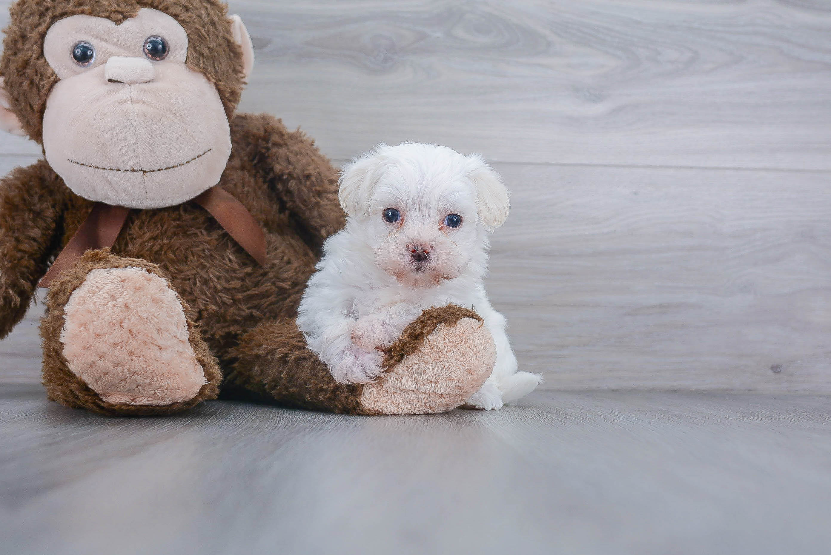 Morkie Puppy for Adoption