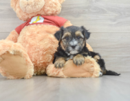 9 week old Morkie Puppy For Sale - Premier Pups