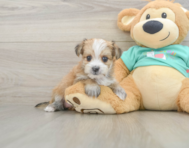6 week old Morkie Puppy For Sale - Premier Pups