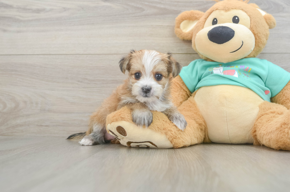 5 week old Morkie Puppy For Sale - Premier Pups