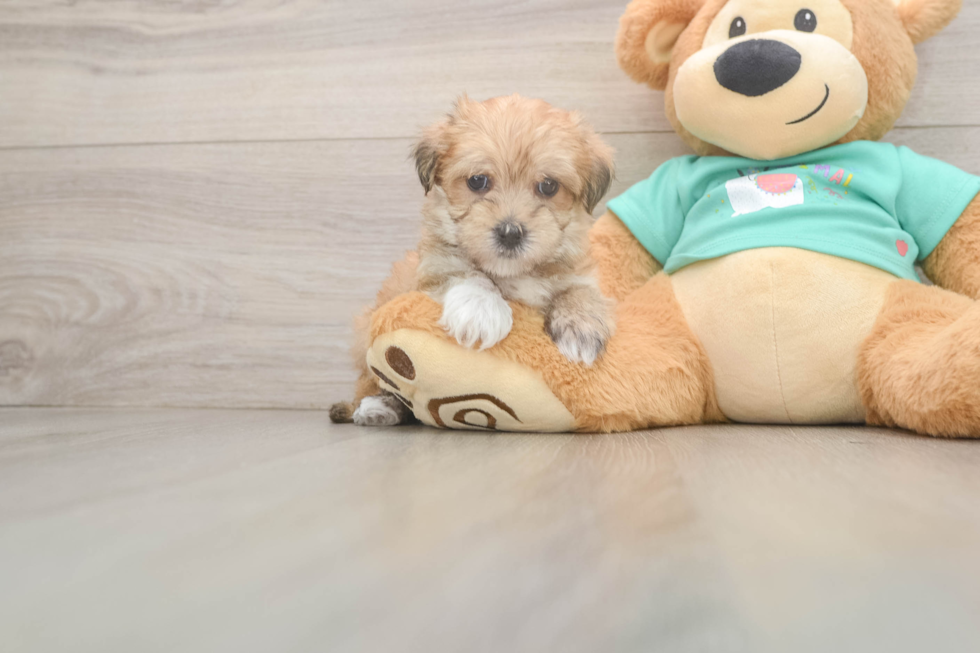 Sweet Morkie Baby