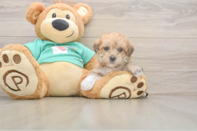 Best Morkie Baby